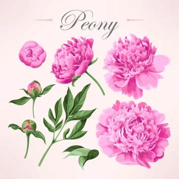 Set of peonies Stock Illustration