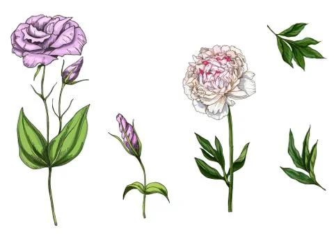 Set with peony and eustoma flowers, leaves and stems isolated on white backgr Stock Illustration