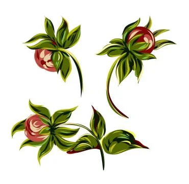 A set of peony buds Stock Illustration