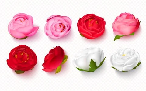 Set of peony buds on a transparent background.3D flowers for invitations, ban Stock Illustration