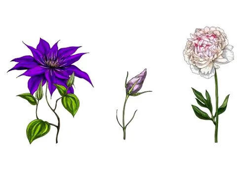 Set with peony, clematis and bud eustoma flowers, leaves and stems isolated o Stock Illustration