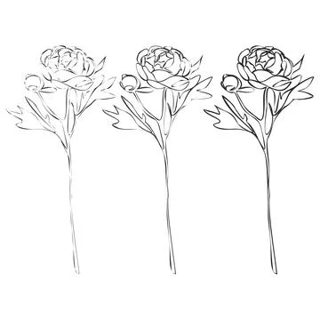 Set of Peony continuous line drawing. Botanical Coloring. Floral Line Art. .. Stock Illustration