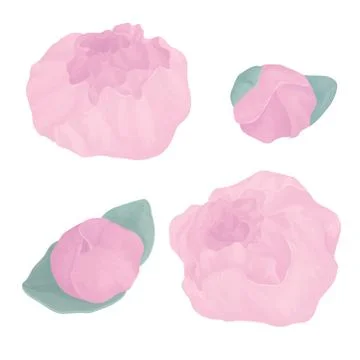Set with peony flower. Object with transparent. EPS 10. Illustrazione stock