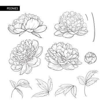 Set of peony flowers elements. Stock Illustration