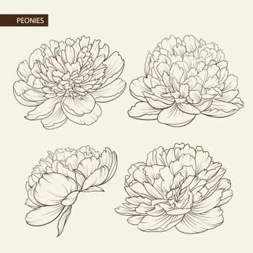 Set of peony flowers elements. Stock Illustration