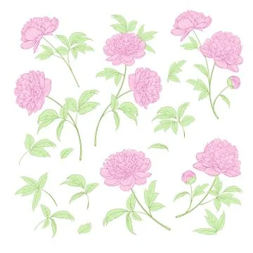 Set of peony flowers elements. Stock Illustration