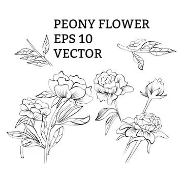 Set of peony flowers in vector on white background Stock Illustration