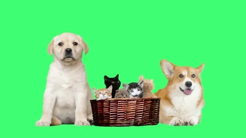 Set pet on a green background Stock Footage 78717315