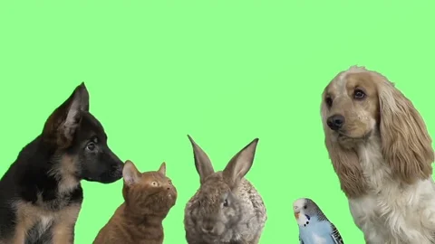 Set of pets, chroma key Stock Footage 79918562
