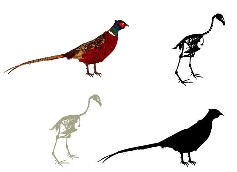 Set of pheasant skeleton vector silhouette illustration Stock Illustration
