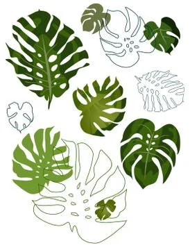 Set of philodendron leaves Stock Illustration