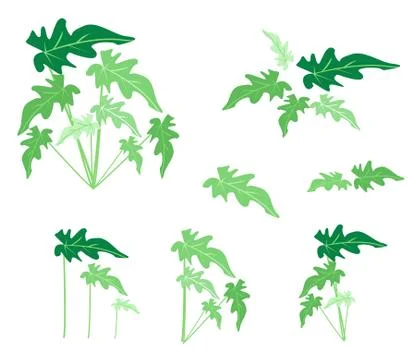 A Set of Philodendron Leaves on White Background 스톡 일러스트