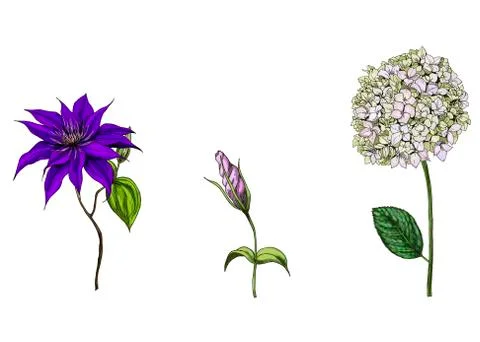 Set with phlox, clematis and bud eustoma flowers, leaves and stems isolated o Stock Illustration