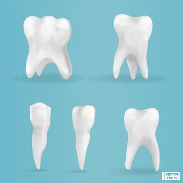 Set of photorealistic, 3D teeth Ilustração Stock
