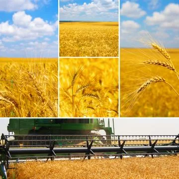 A set of pictures of harvesting wheat Stock Photos