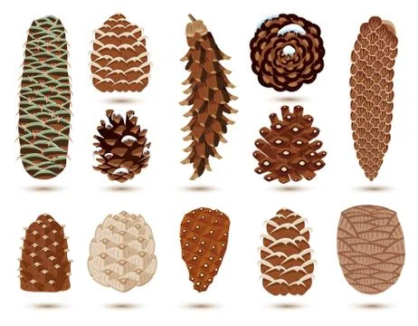Set of Pine and Spruce Cones Isolated on White. Vector illustration. 스톡 일러스트