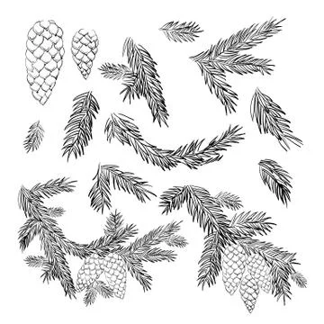 Set of Pine and spruce tree branches and cones elements. Winter holidays Illustrazione stock