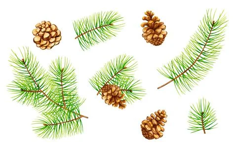 Set of pine branches and cones. Stock Illustration