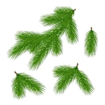 Set of pine branches for christmas design. Pine in a realistic style. Vector Stock Illustration