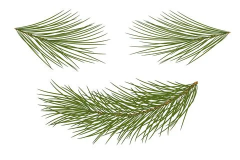 Set of pine branches for festive decor. Isolated without a shadow. Illustrazione stock