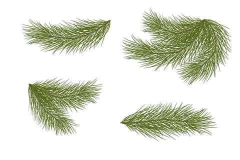 Set of pine branches for festive decor. Isolated without a shadow. Illustrazione stock