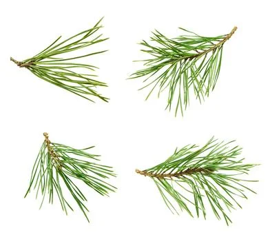 Set of pine branches  with green needles isolated on white, perfect for hol.. Stock Photos