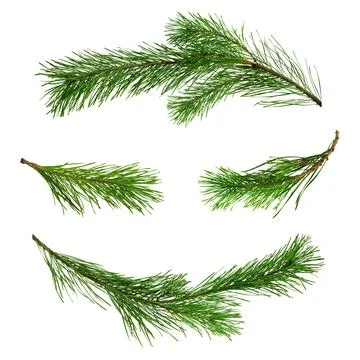 Set of pine branches isolated. For advertisements, posters, web designs,hea.. Stock Photos