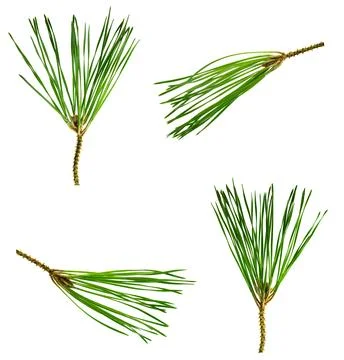 Set: Pine branches  isolated on white. Spruce branch. Young pine branches ... Stock Photos