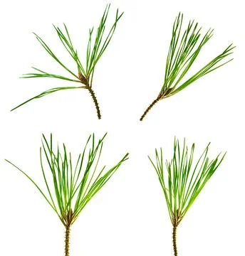 Set of pine branches isolated without shadow. Fresh evergreen pine branches.. Stock Photos