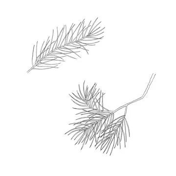 Set of pine branches. Spruce, cedar tree. vector Illustrazione stock