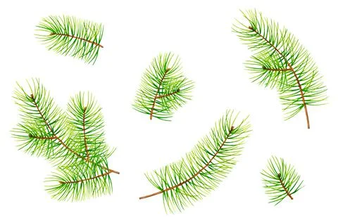 Set of pine branches. Watercolor elements for the design Stock Illustration