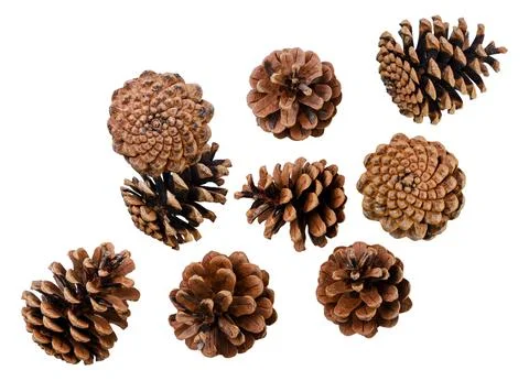 Set of pine cones are flying on a white background. Isolated Stock Photos