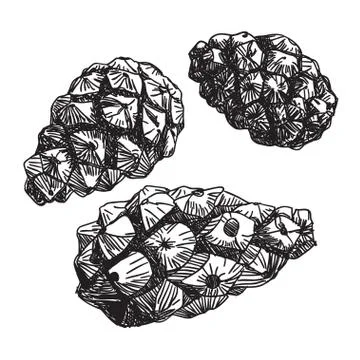 Set of pine cones. black contour on a white background. Sketch. Stock Illustration