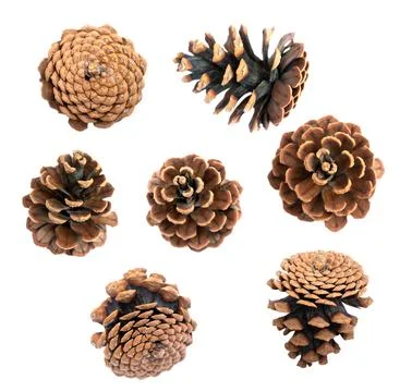 Set of pine cones. coniferous. 스톡 사진
