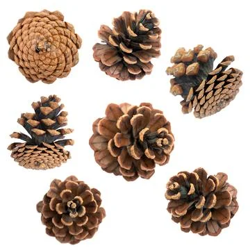 Set of pine cones. coniferous. 스톡 사진