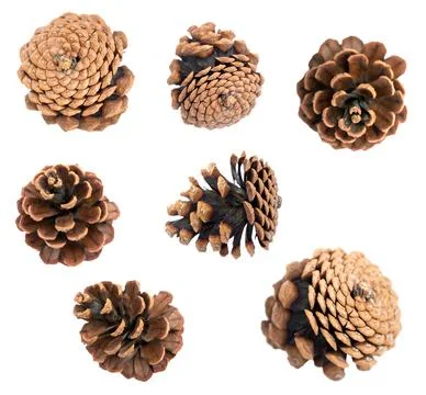 Set of pine cones. coniferous. 스톡 사진