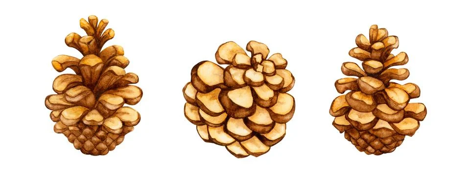 Set of pine cones. Stock Illustration