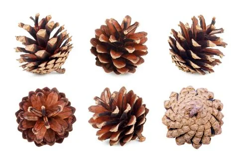 Set of pine cones isolated on white background Stock Photos