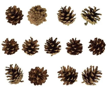 A set of pine cones isolated. Winter festive decor and natural decoration. de Stock Photos