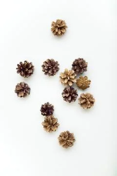 Set of pine cones on the white background Stock Photos