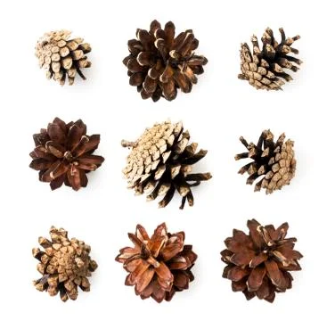 Set of pine cones on a white. The view of the top. Stock Photos