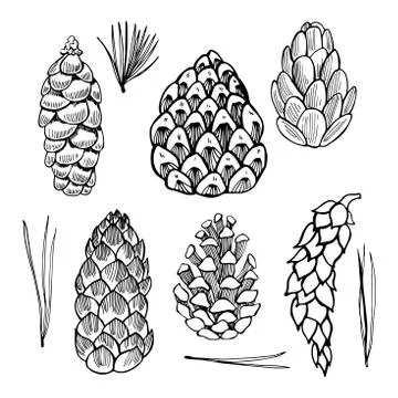 Set of  pine cones.Vector sketch  illustration. Stock Illustration