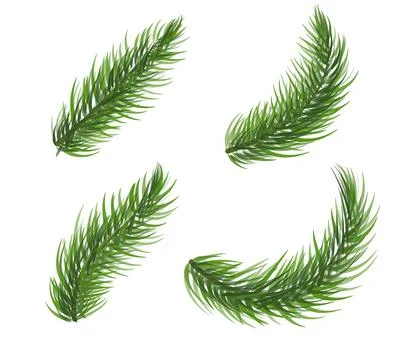 Set of pine tree branch. Fir tree christmas wreath elements. Coniferous plant Stock Illustration