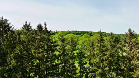 A Set of Pine Trees - Bellevue Country Club - Syracuse, NY Stock Footage 336507841
