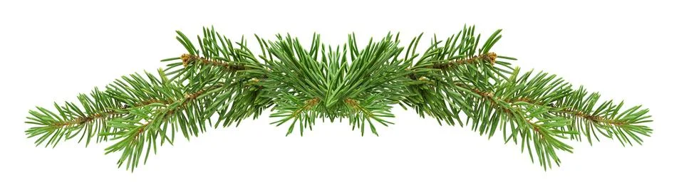 Set of pine twigs isolated without shadow for holiday decor. Winter forest .. Stock Photos