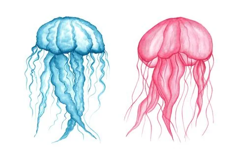 Set - pink and blue transparent jellyfish with long tentacles isolated on a w Stock Illustration
