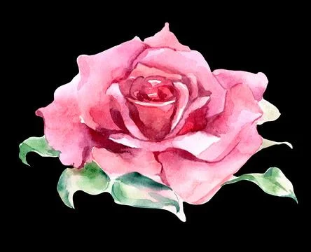 Set of pink and red roses. Watercolor Illustration. Isolated Stock Illustration