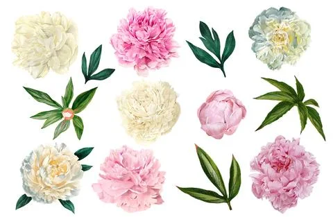 Set of pink and white peonies with leaves Stock Illustration