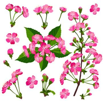 Set of pink cherry tree flowers Stock Illustration