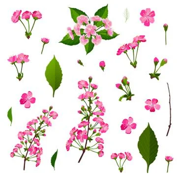 Set of pink cherry tree flowers Stock Illustration